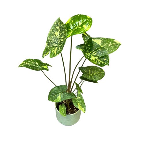 Syngonium podophyllum 'Panda' M (Inplanted)