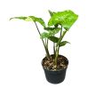 Syngonium podophyllum 'Panda' (Inplanted)