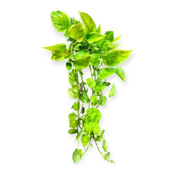 Epipremnum aureum 'Champs Élysées' (XL)