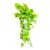 Epipremnum aureum 'Champs Élysées' (XL)