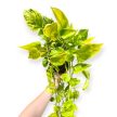 Epipremnum aureum 'Champs Élysées' (XL)