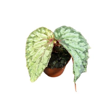 Begonia 'Lucifer'