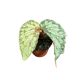 Begonia 'Lucifer'