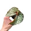 Begonia 'Lucifer'