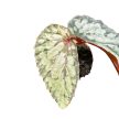 Begonia 'Lucifer'