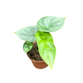 Alocasia baginda 'Silver Dragon' (mini)
