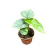 Alocasia baginda 'Silver Dragon' (mini)