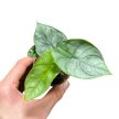 Alocasia baginda 'Silver Dragon' (mini)