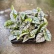 Alocasia baginda 'Silver Dragon' (mini)