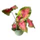 Caladium bicolor 'Freida Hemple