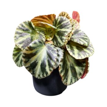 Begonia gironellae 'Safari Tiger'