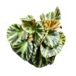 Begonia gironellae 'Safari Tiger'