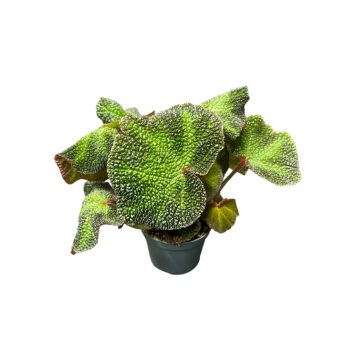 Begonia soli-mutata