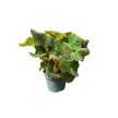 Begonia soli-mutata