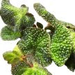 Begonia soli-mutata