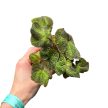 Begonia soli-mutata