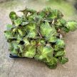 Begonia soli-mutata