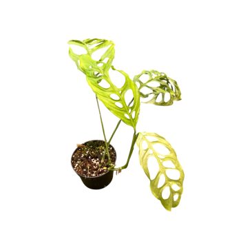 Monstera obliqua 'Peru' (Ecuador)