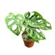 Monstera lechleriana 'Mint'