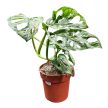 Monstera lechleriana 'Mint'