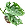 Monstera lechleriana 'Mint'
