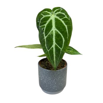 Anthurium magnificum