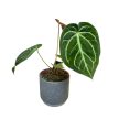 Anthurium magnificum