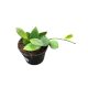 Hoya collina IR-26