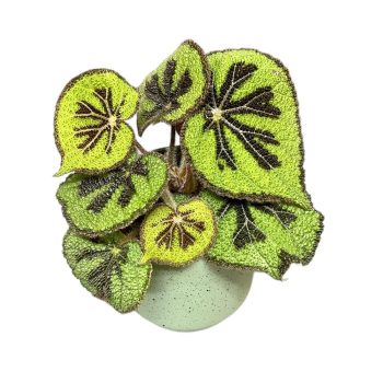 Begonia masoniana 'Rock'