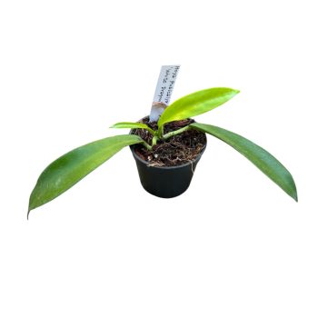 Hoya pubicalyx 'White Dragon' (Inplanted)