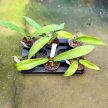 Hoya pubicalyx 'White Dragon' (Inplanted)