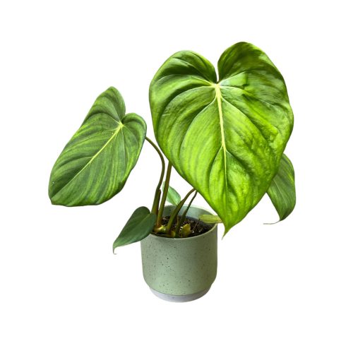 Philodendron 'McDowell'