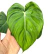Philodendron 'McDowell'