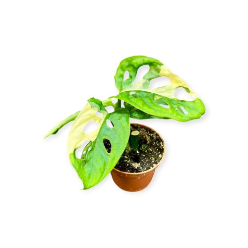 Monstera lechleriana 'Monkey Leaf Variegata' (mini)