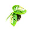 Monstera lechleriana 'Monkey Leaf Variegata' (mini)