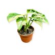 Monstera lechleriana 'Monkey Leaf Variegata' (mini)