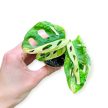 Monstera lechleriana 'Monkey Leaf Variegata' (mini)