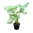 Syngonium podophyllum 'Confetti' (Inplanted)