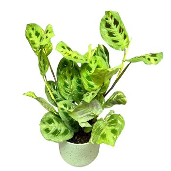 Maranta leuconeura var. kerchoveana 'Variegata'