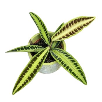 Labisia jabi 'Sunrise' (leértékelt)