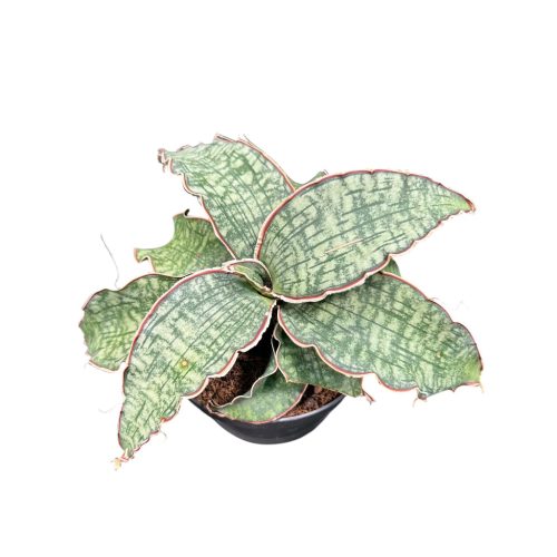 Sansevieria 'Green Granite'
