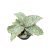 Sansevieria 'Green Granite'