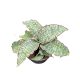 Sansevieria 'Green Granite'