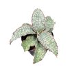 Sansevieria 'Green Granite'