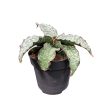 Sansevieria 'Green Granite'
