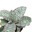 Sansevieria 'Green Granite'