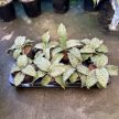 Sansevieria 'Green Granite'