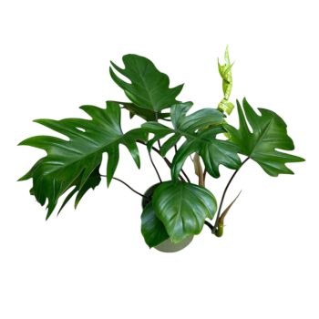 Philodendron mayoi