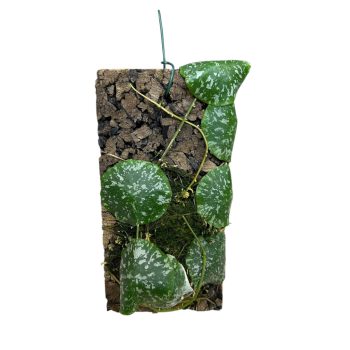 Hoya imbricata (Inplanted)