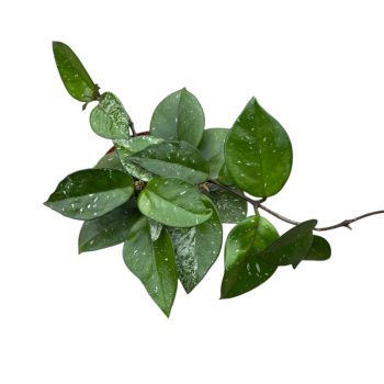 Hoya carnosa 'Freckles Splash'